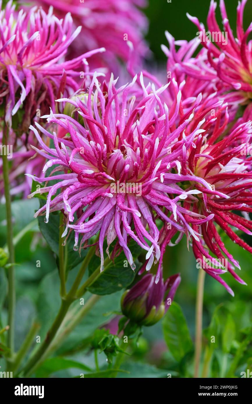 Cactus Dahlia Hollyhill Spiderwoman, épis rouge foncé et blanc se mélangeant avec des roses Banque D'Images