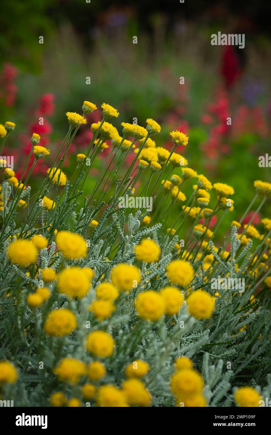 Santolina chamaecyparissus, également connu sous le nom de coton lavande. Arbuste à feuilles persistantes qui prospère dans les jardins méditerranéens. Jardins botaniques Banque D'Images