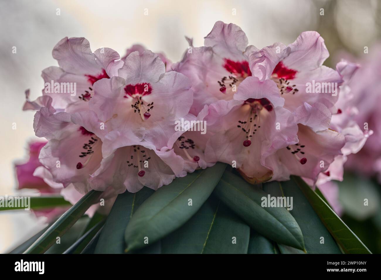 Fleur de rhododendron rose pâle au début du printemps Rhododendron kalophytum Banque D'Images