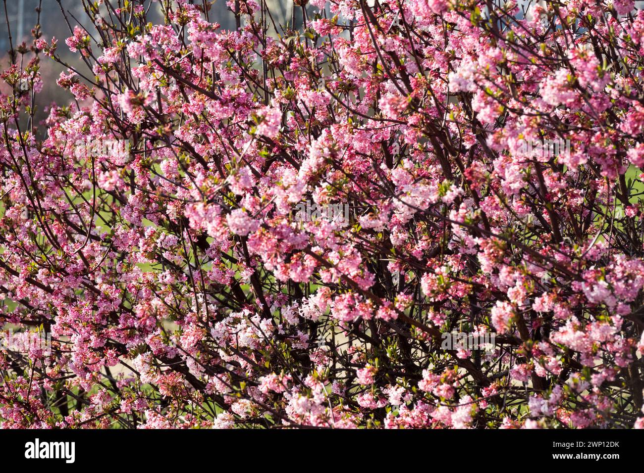 Viburnum × bodnantense 'Dawn' March Flowers Late Winter Arrowwood Bodnant Viburnum Hedge arbustes fleuris Rose Blooming Blossoms sur branches Viburnums Banque D'Images