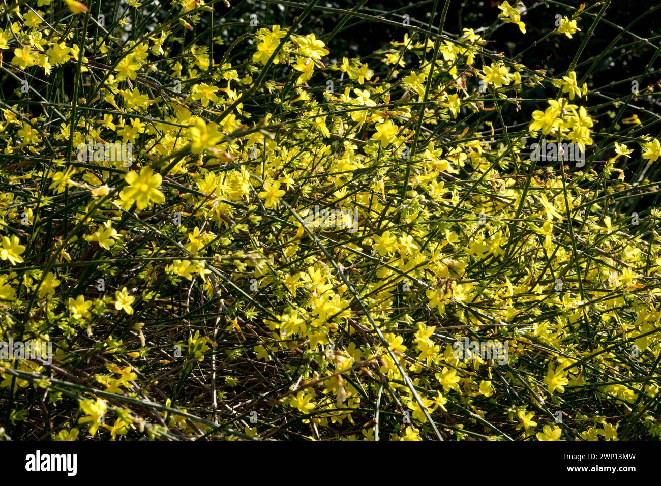 Jaune Jasminum nudiflorum floraison hivernale arbuste de jasmin fleurs jaunes sur branches floraison hivernale jasmin fleurs hivernales jardin branches de jasmin Banque D'Images