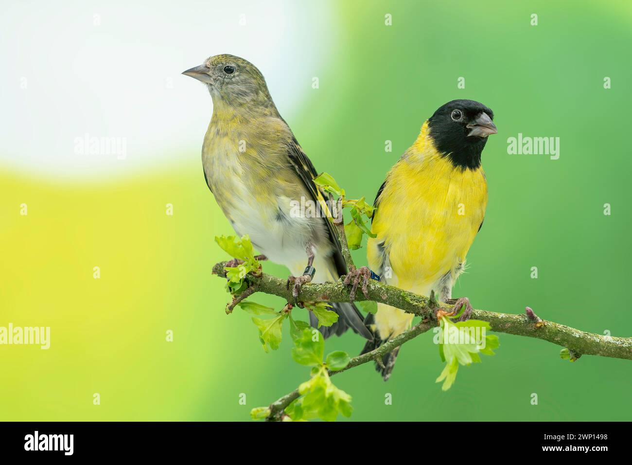 Spinus notatus Banque de photographies et d’images à haute résolution