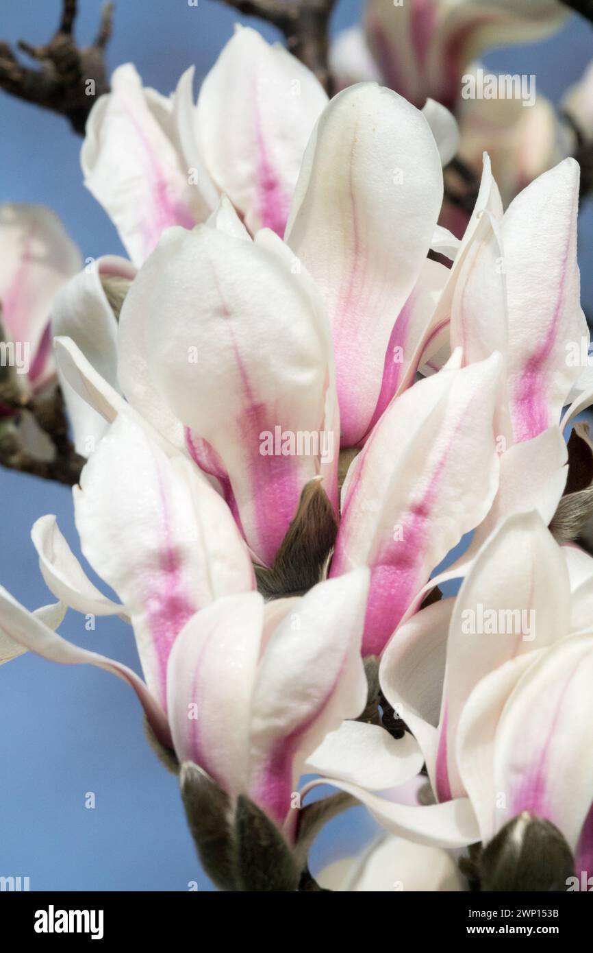 Magnolia zenii Blossoming White Magnolia fleurs d'ouverture fleurs blanches fleur base violet clair Blossoms Magnolia Blooming White Pink Blooms ouverture Banque D'Images