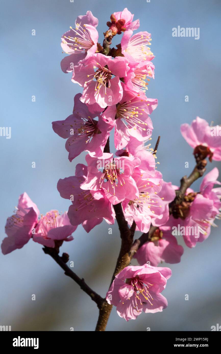 Rose Prunus mume Fleur Prunus Blossoms Branch Flowers Prunus Winter Blooms Late Winter Flower Plant Twig Florering March Light Pink Prunus Blossom Banque D'Images