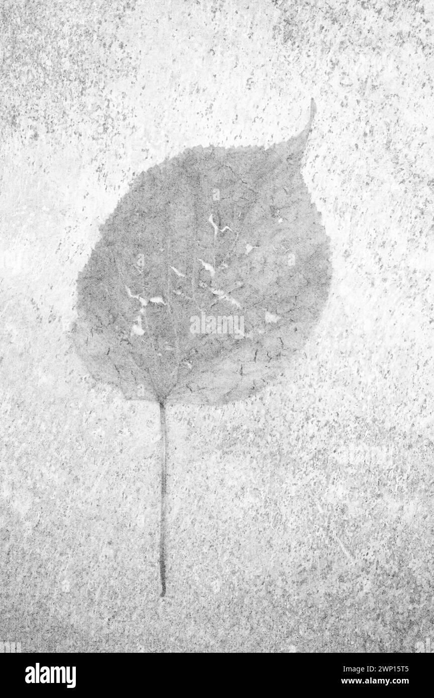 Doux et crayon comme image noire et blanche d'une seule feuille battue de petit arbre de chaux à feuilles couché sur grès Banque D'Images