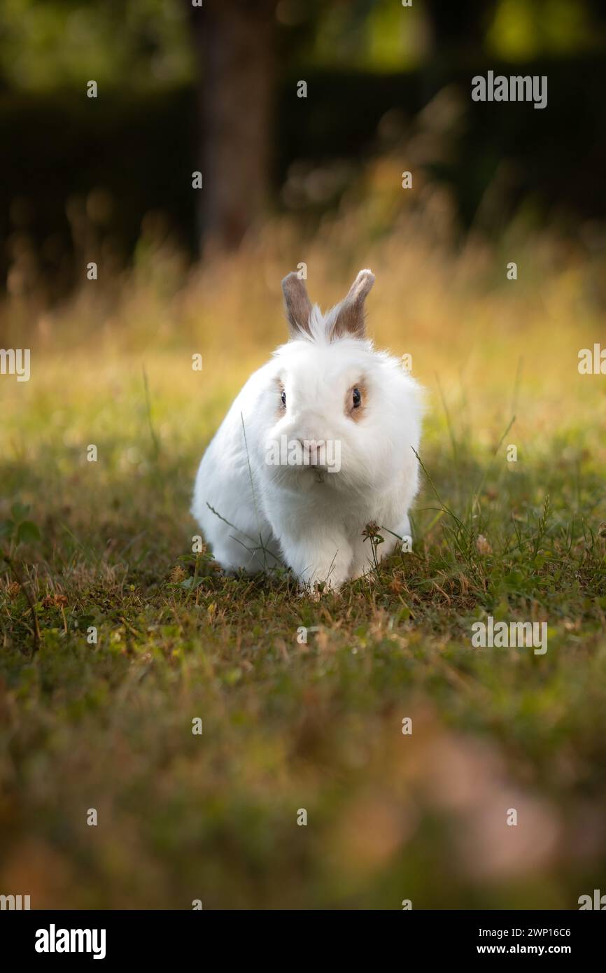 Faible profondeur du champ de Lionhead Rabbit dans le jardin vert. Portrait vertical mignon de petit animal domestique à l'extérieur. Banque D'Images