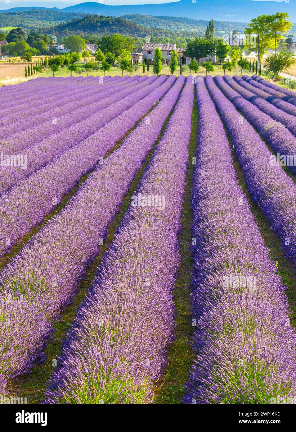 Champ de lavande en Provence Banque D'Images