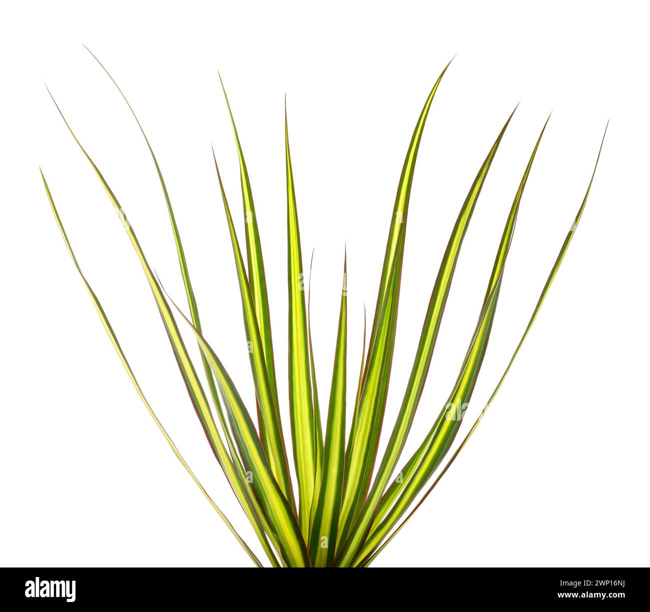 Plante Dracaena marginata isolée sur blanc Banque D'Images