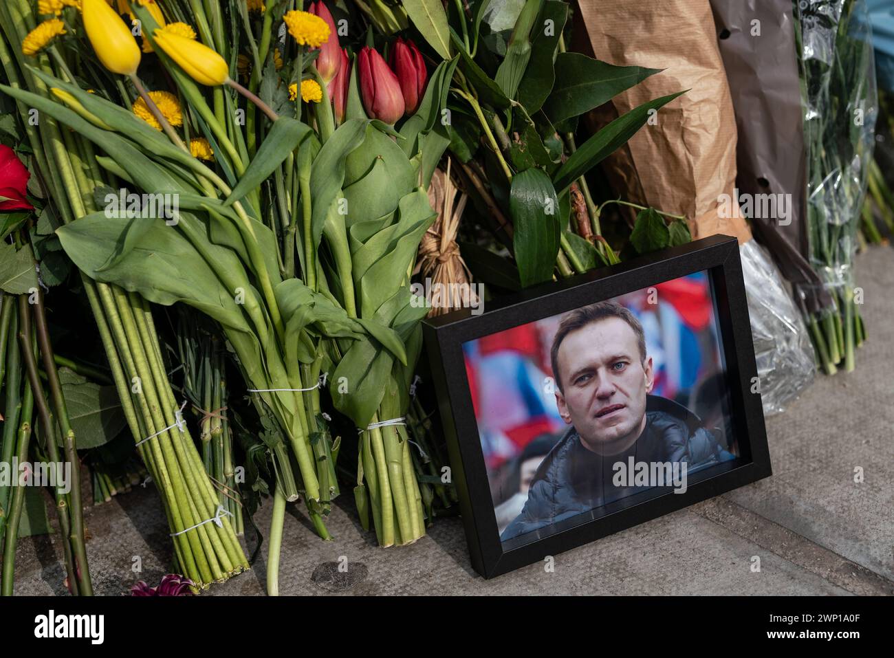 Londres, Royaume-Uni. 5 mars 2024. Des fleurs et des hommages continuent d'être placés en face de l'ambassade de Russie dans l'ouest de Londres pour le militant de l'opposition russe Alexi Navalny, décédé en prison le 16 février. L'Occident et ses partisans disent que Navalny a été assassiné et tient le gouvernement russe responsable. Crédit : Guy Corbishley/Alamy Live News Banque D'Images