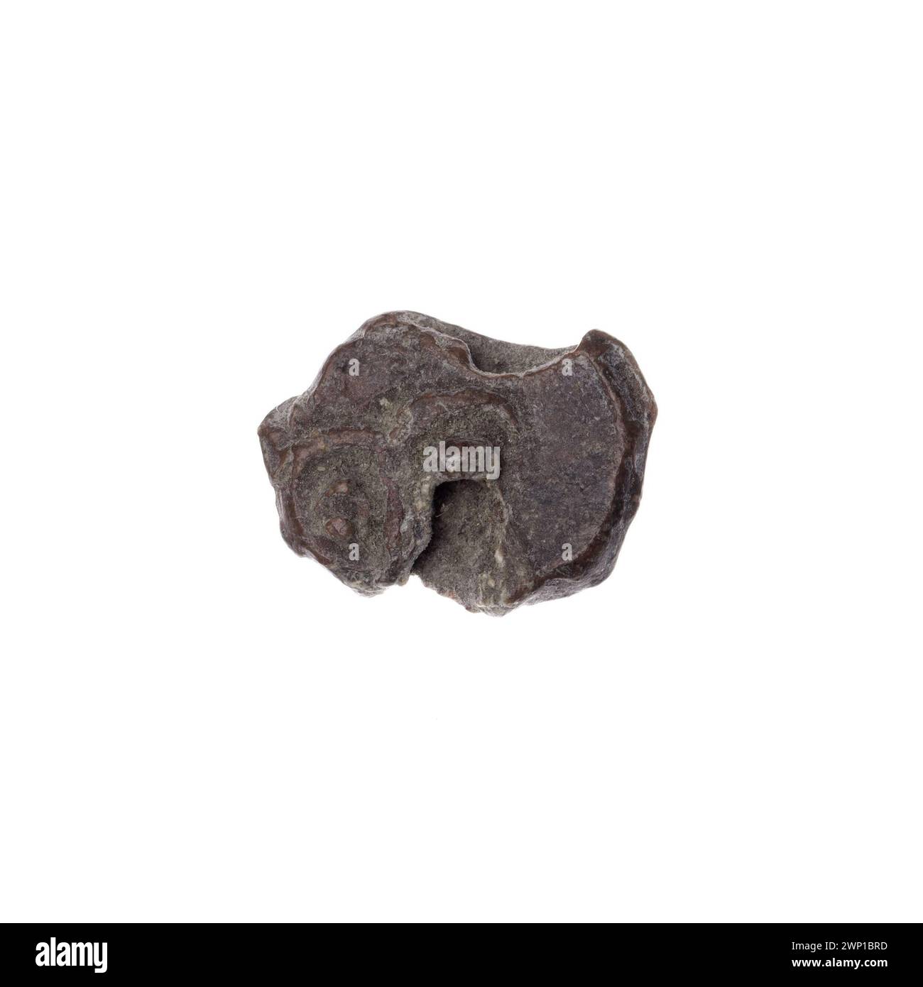 Le sceau Drohiczy, datant des XIe et XIIIe siècles, était utilisé par les guildes et les autorités douanières. Il comporte des croix et des représentations faciales pour authentifier les documents officiels et vérifier les transactions. Banque D'Images