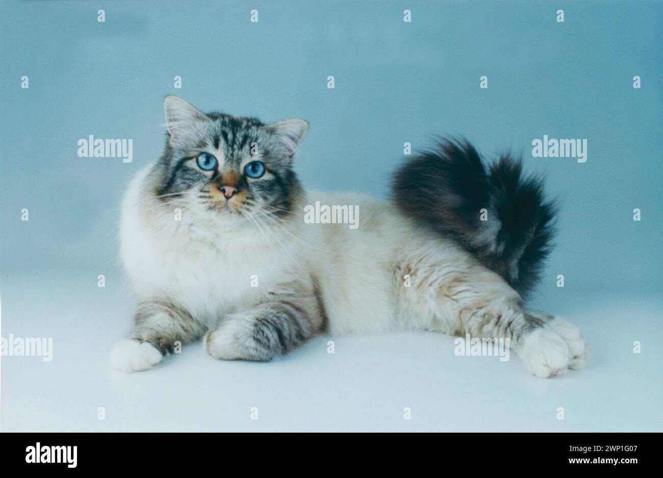 Birman Seal Tabby Ling Banque D'Images