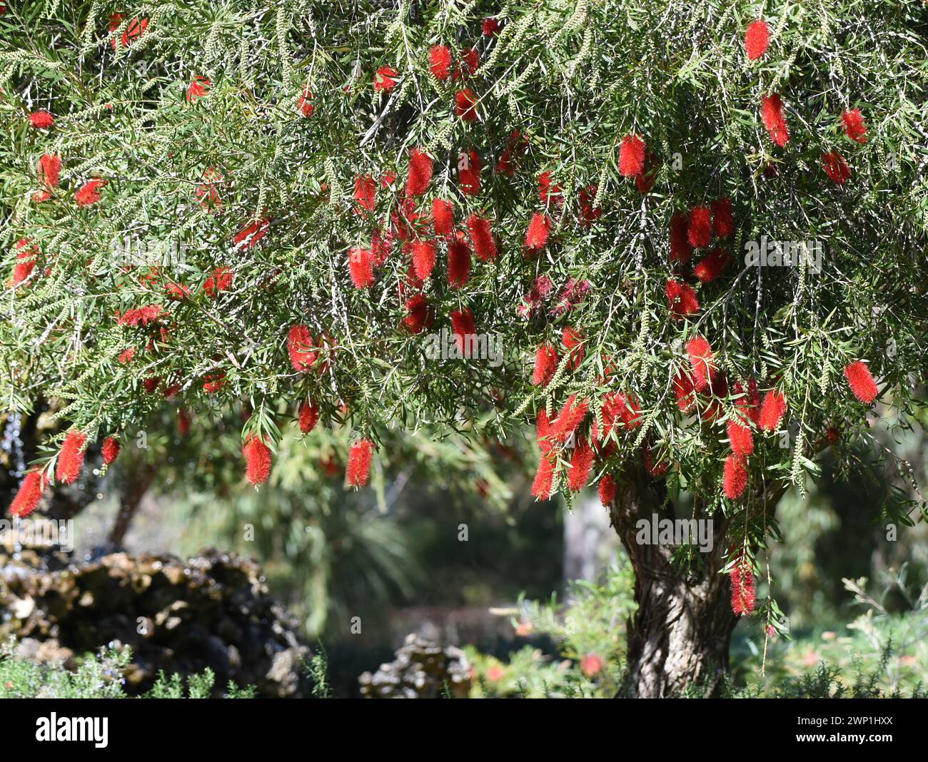 Melaleuca phoenicea, communément connu sous le nom de biberon écarlate ou de petit biberon Banque D'Images