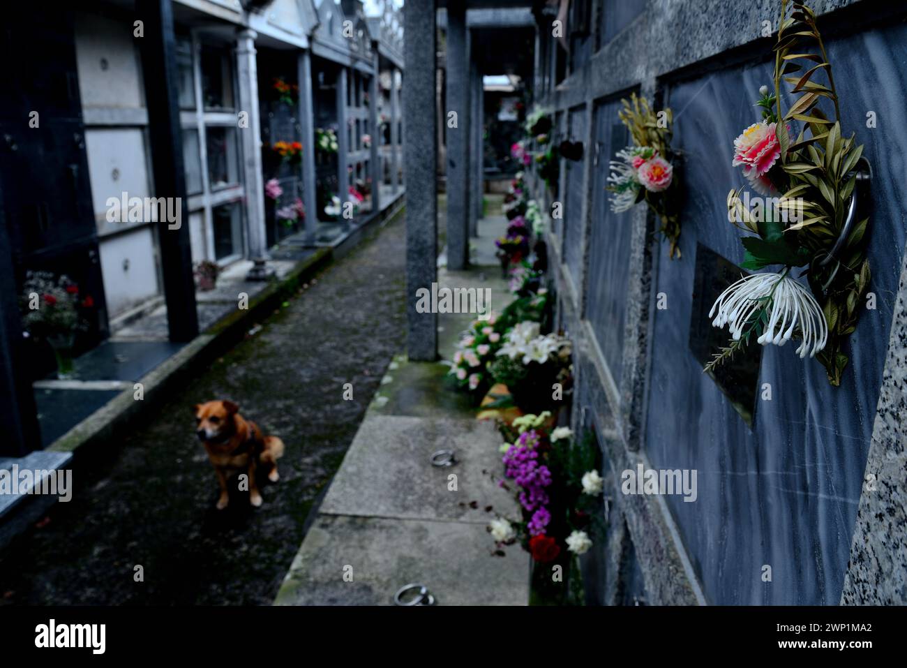 Cimetière de Santa Maria de Castro de Rei de Lemos, Paradela, Lugo, Espagne Banque D'Images