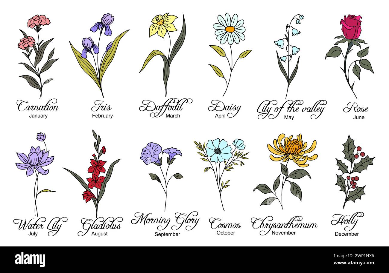 Ensemble d'illustrations vectorielles de fleurs de mois de naissance. Illustration de Vecteur