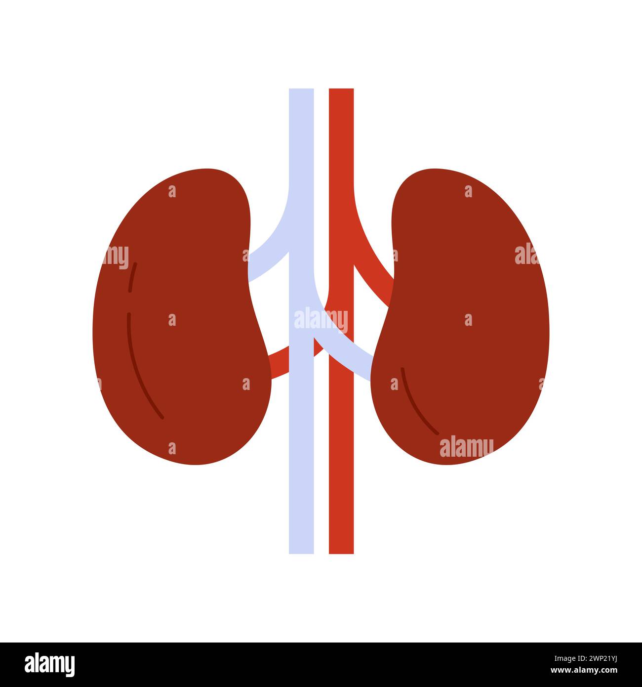 Anatomie des reins humains, organe interne de l'urinaire, illustration vectorielle du système endocrinien Illustration de Vecteur