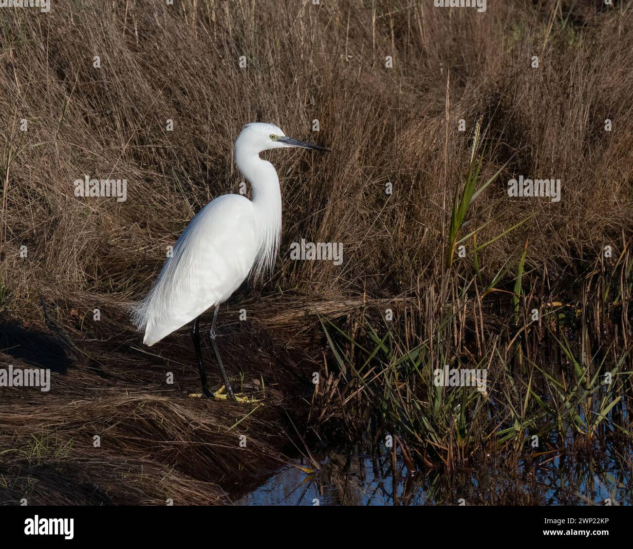 Une petite aigrette blanche un petit héron échassier se dresse dans des graminées grumes roseaux dans une zone humide dans l'ouest du Sussex UK longues jambes plumage plumage plumage cou courbé Banque D'Images