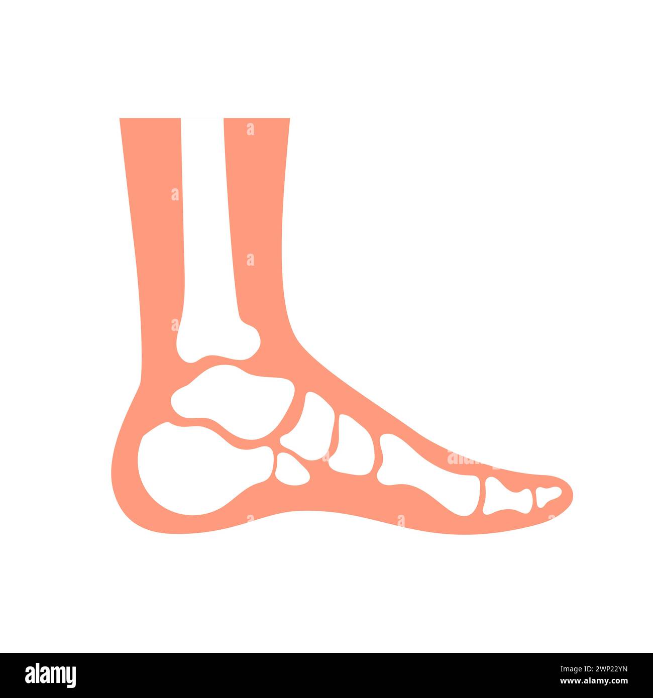 Pied humain avec des os et des articulations comme en radiographie, illustration vectorielle de carte médicale Illustration de Vecteur