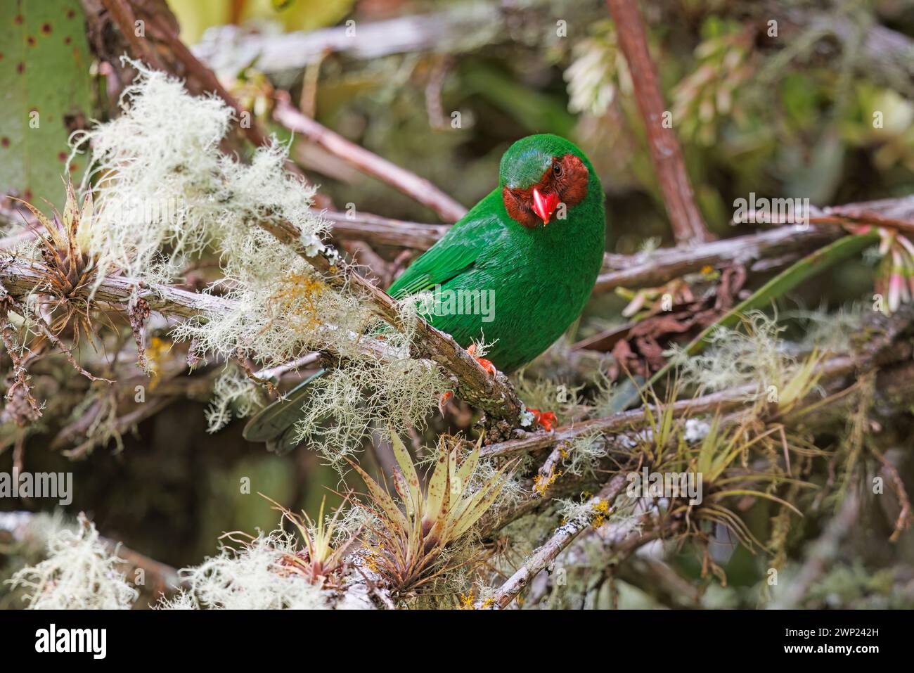 Tanager vert gazon, Canon del Rio Combeima, Ibaguè, Colombie, novembre 2022 Banque D'Images