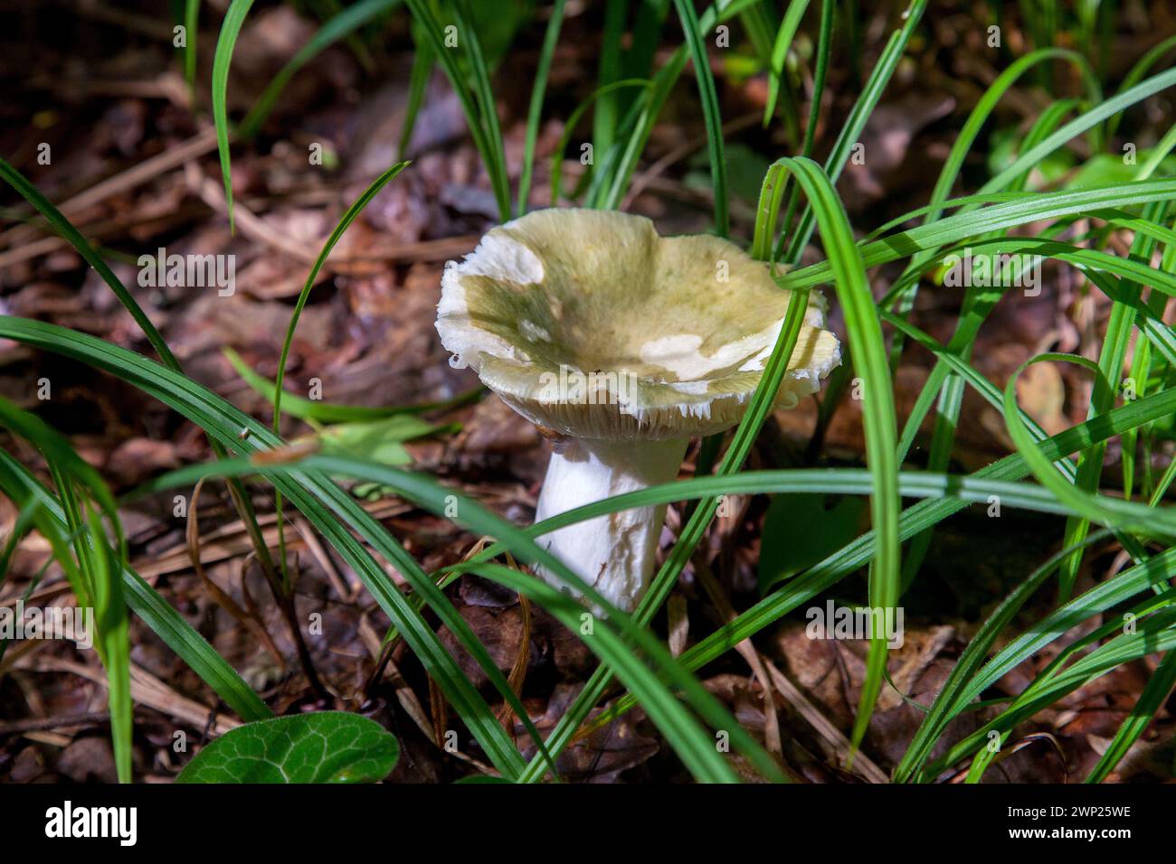 Un champignon Russula virescens est un champignon basidiomycète du genre Russula, et est communément connu sous le nom de russula craquant vert, le vert matelassé Banque D'Images