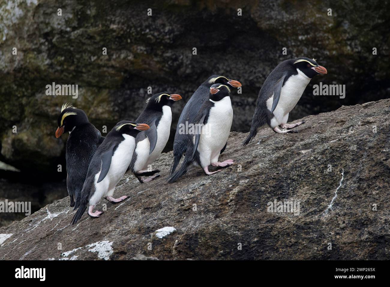 Les manchots à crête de Snares (Pokotiwha ou Eudyptes robustus) sont endémiques de l'île subantarctique de Snares en Nouvelle-Zélande Banque D'Images