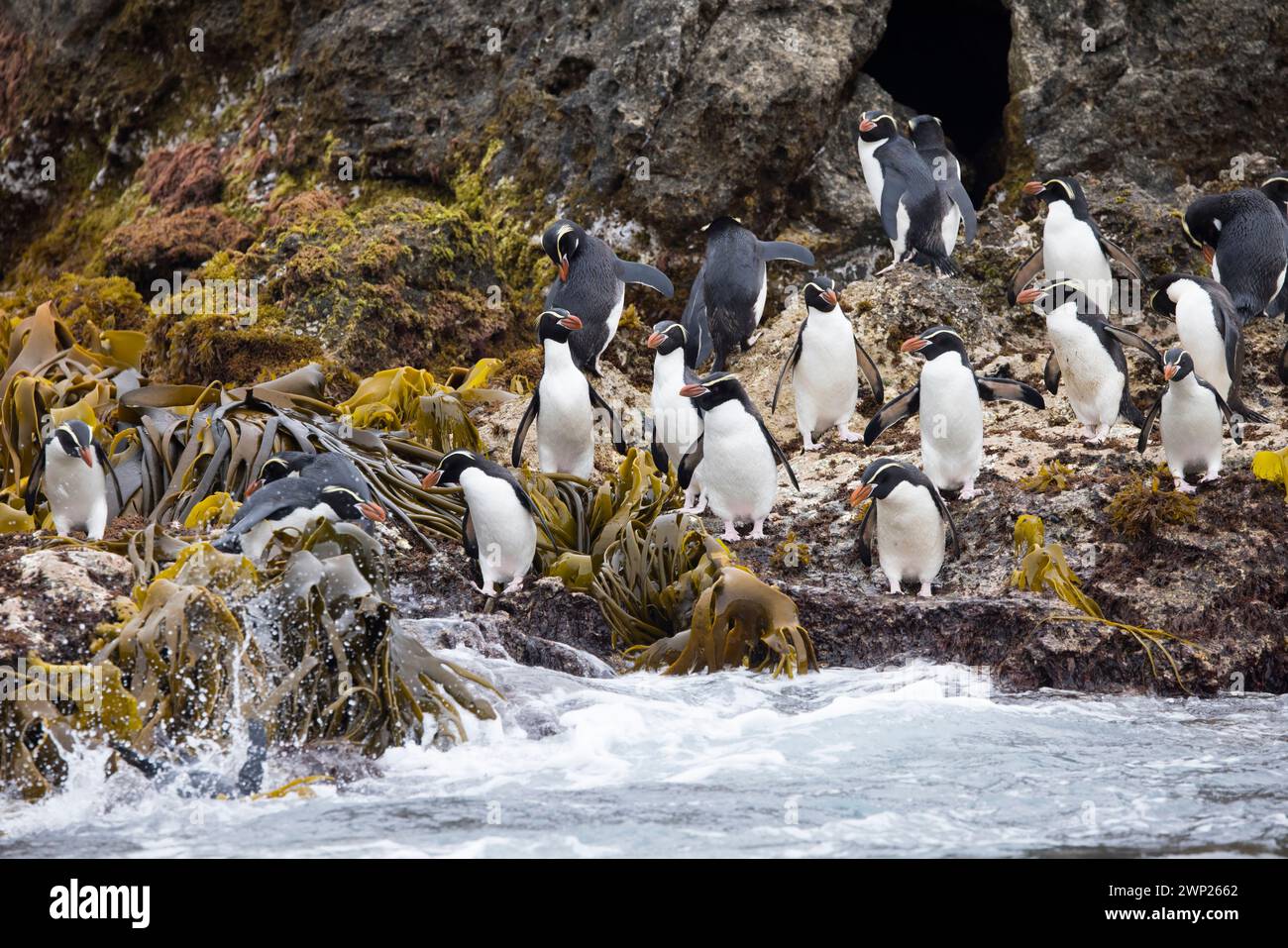 Les manchots à crête de Snares (Pokotiwha ou Eudyptes robustus) sont endémiques de l'île subantarctique de Snares en Nouvelle-Zélande Banque D'Images