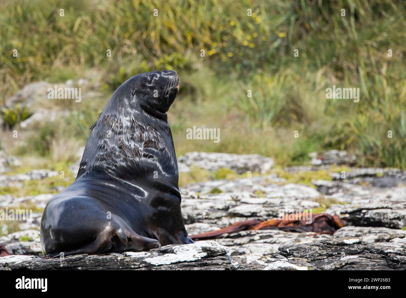 Colonie d'otaries de Nouvelle-Zélande (Phocarctos hookeri) à Sandy Bay, sur l'île d'Enderby, dans les îles subantarctiques néo-zélandaises d'Auckland Banque D'Images