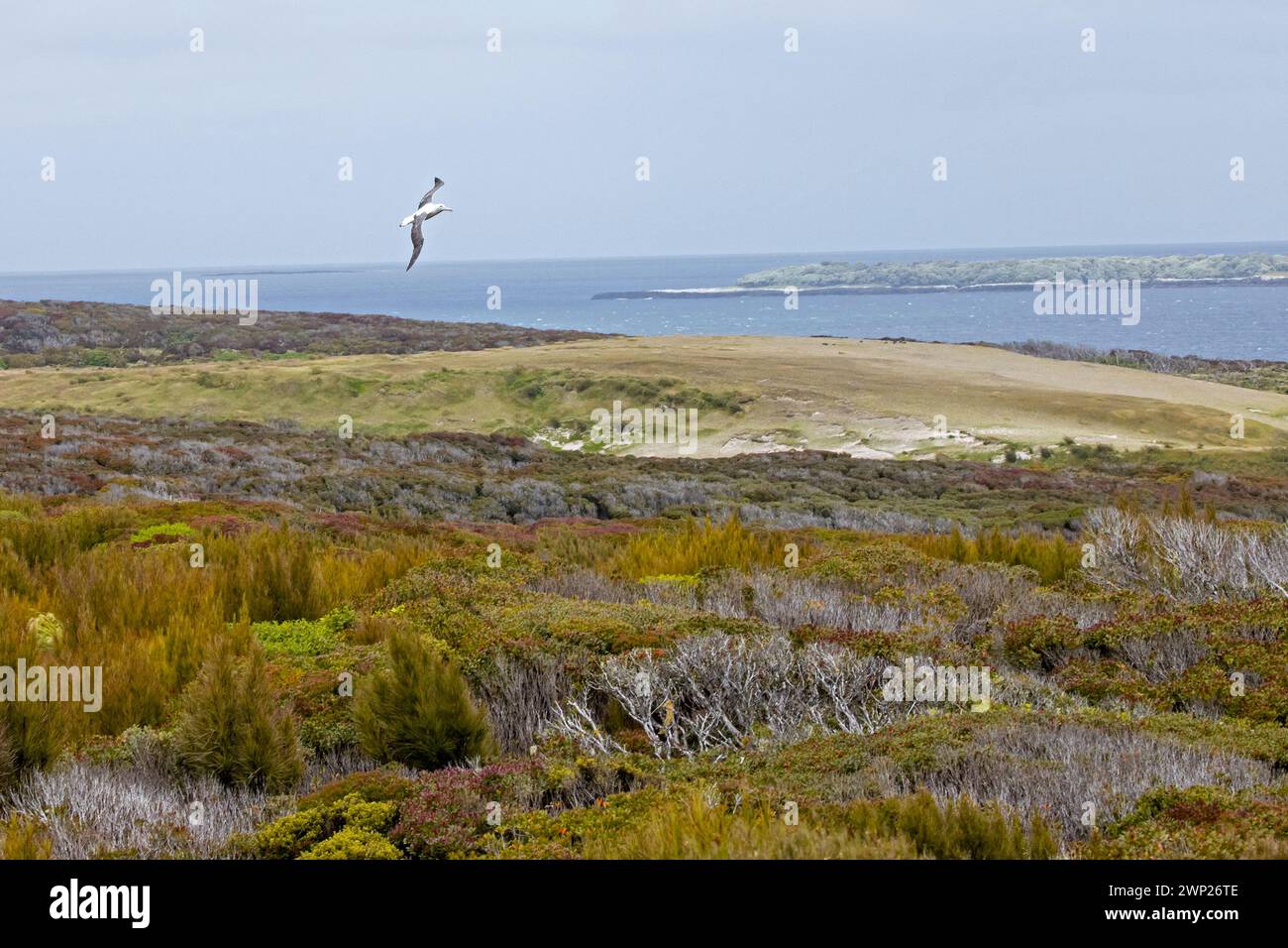 Southern Royal Albatros (Diomedea epomophora ou toroa) planant gracieusement au-dessus des mégaherbes de l'île d'Enderby, îles d'Auckland Banque D'Images