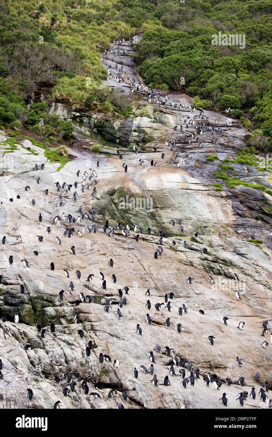 Les manchots à crête de Snares (Pokotiwha ou Eudyptes robustus) sont endémiques de l'île subantarctique de Snares en Nouvelle-Zélande Banque D'Images