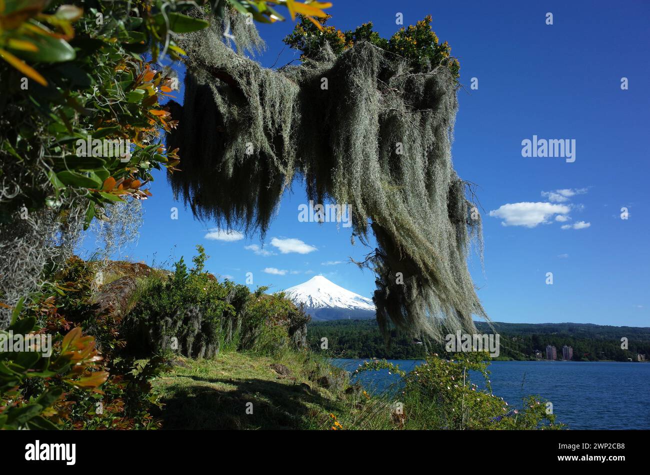 Mousse espagnole suspendue à l'arbre, cône enneigé du volcan Villarrica et le lac Villarrica dans la lumière ensoleillée de midi, ciel bleu, environnement vert nature de Chil Banque D'Images