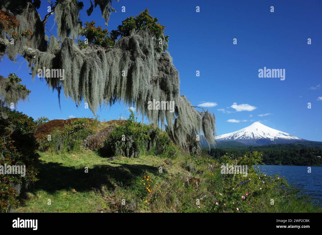 Mousse espagnole suspendue à l'arbre, cône enneigé du volcan Villarrica et le lac Villarrica dans la lumière ensoleillée de midi, ciel bleu, environnement vert nature de Chil Banque D'Images