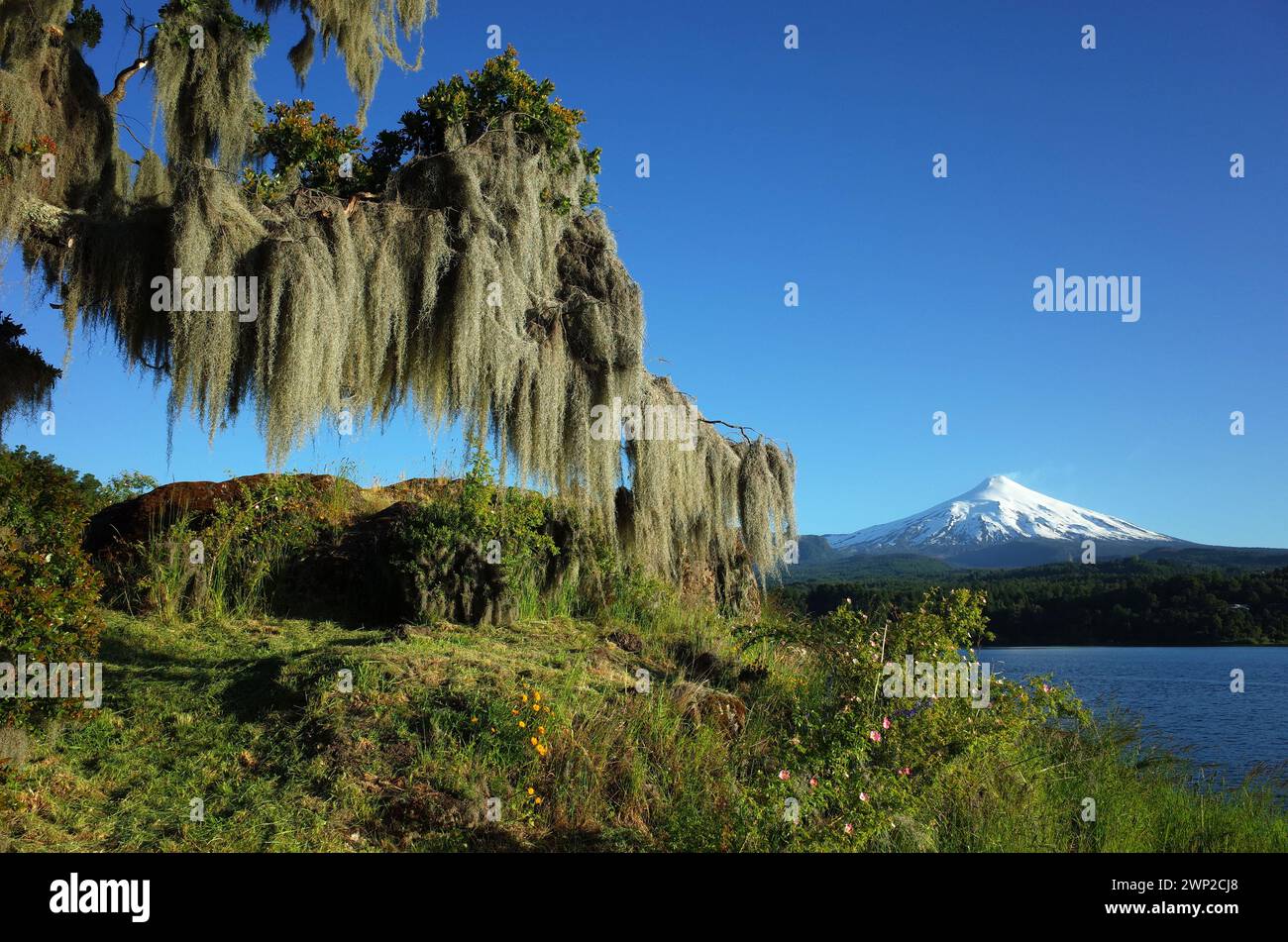 Mousse espagnole suspendue à l'arbre, cône enneigé du volcan Villarrica et le lac Villarrica dans le ciel bleu de jour ensoleillé, environnement vert nature du Chili, Pucon Banque D'Images
