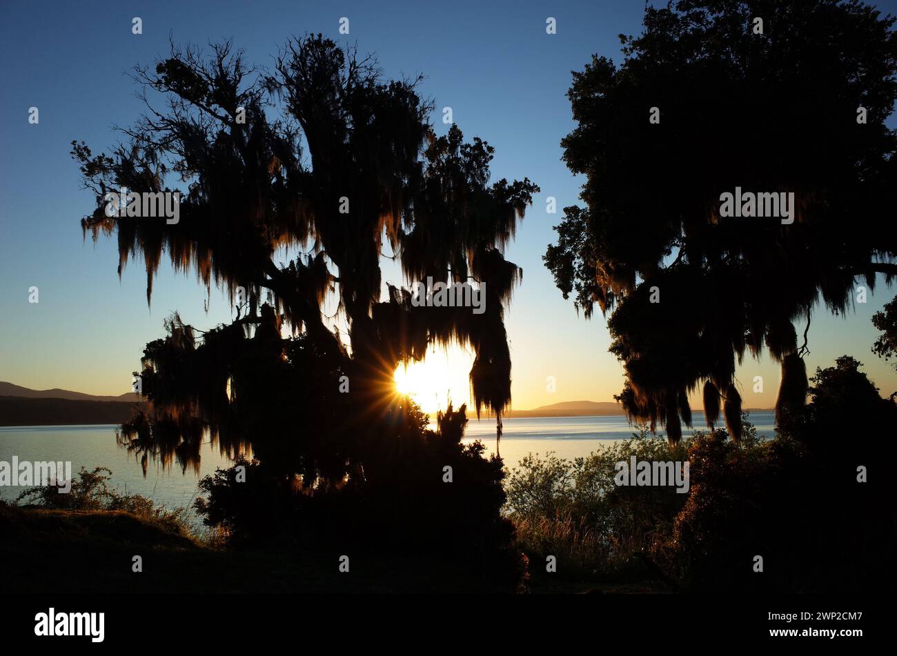 Nature du Chili. Lumière du soir, soleil opposé brille à travers l'arbre couvert de mousse espagnole sur la côte du lac Villarrica, ciel bleu, Pucon Banque D'Images