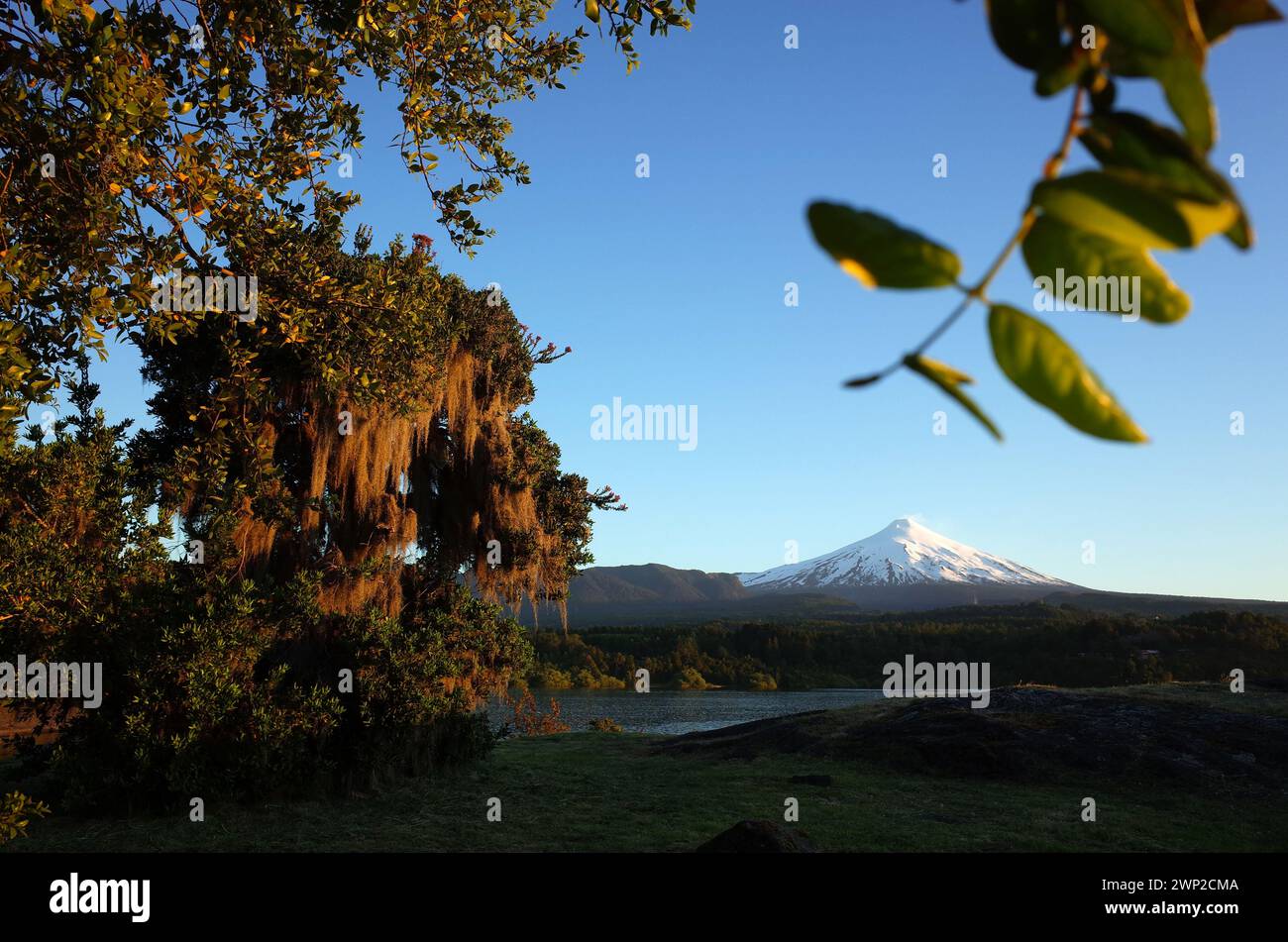 Nature du Chili. Cône enneigé du volcan Villarrica, mousse espagnole suspendue à l'arbre, lac Villarrica dans la lumière du soir, ciel bleu, environnement vert, Puco Banque D'Images