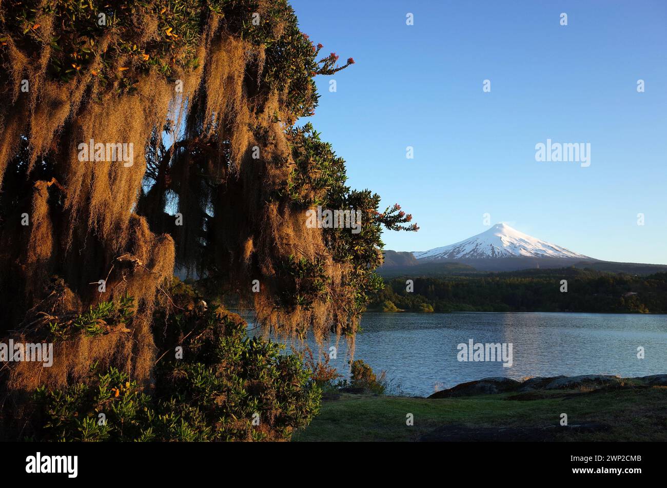 Nature du Chili, Pucon, mousse espagnole suspendue à l'arbre, cône enneigé du volcan Villarrica et le lac Villarrica dans la lumière du soir, ciel bleu Banque D'Images