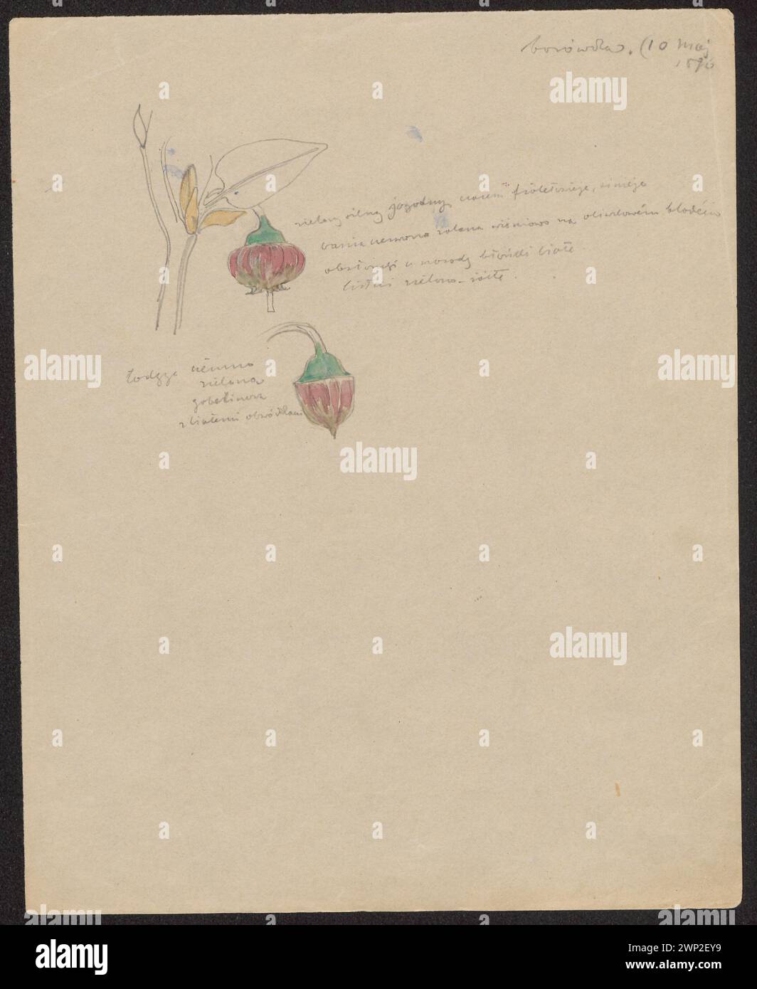 Myrtille '(recto);' groseille à maquereau '(verso) ; Wyspiał ski, Stanis AW (1869-1907) ; 10.05.1896, 12.05.1896 (1896-00-00-1896-00-00); muse du Musée National de Varsovie ; dessin / oh, peinture / peinture / aquarelle ; produits de Wzkien / papier ; figure : hauteur 21,2 cm, largeur 17,1 cm, passe-partout : hauteur 50,0 cm, largeur 35,0 cm ; RKPS 924/7 MNW; tous les droits sont réservés.National culture Fund Józef Piłsudski (1928-1939)-collection, Kraków (petite Voïvodie de Pologne), Wyspiański, Stanisław (1869-1907), groseilles à maquereau, Borówka, fleurs, Herb Banque D'Images