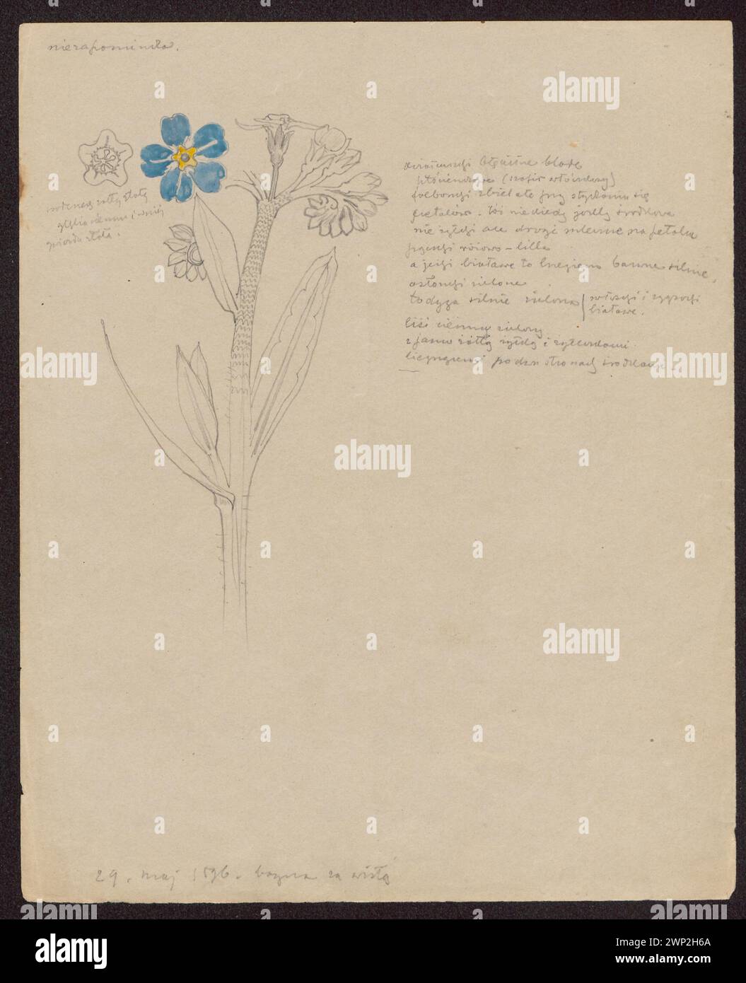 L'œuvre de 1896 de Stanisław Wyspiański représente des fleurs de colza, qui font partie de la collection Józef Piłsudski du Fonds national pour la culture, y compris des études botaniques et des illustrations florales. Banque D'Images