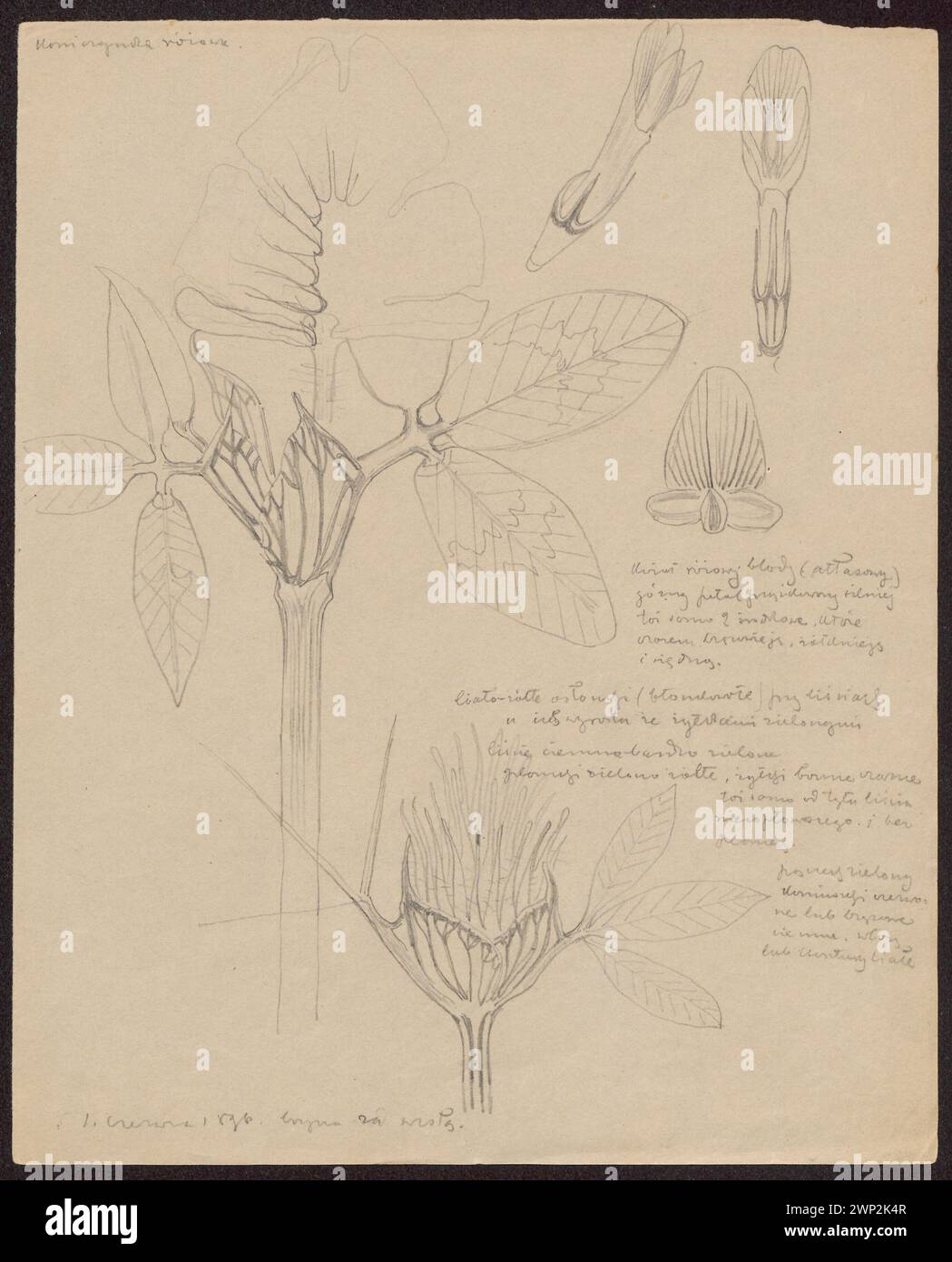 L'œuvre de 1896 de Wyspiański illustre le trèfle du chapelet et les buissons élevés, conservés dans la collection botanique du Fonds national pour la culture Józef Piłsudski. Banque D'Images