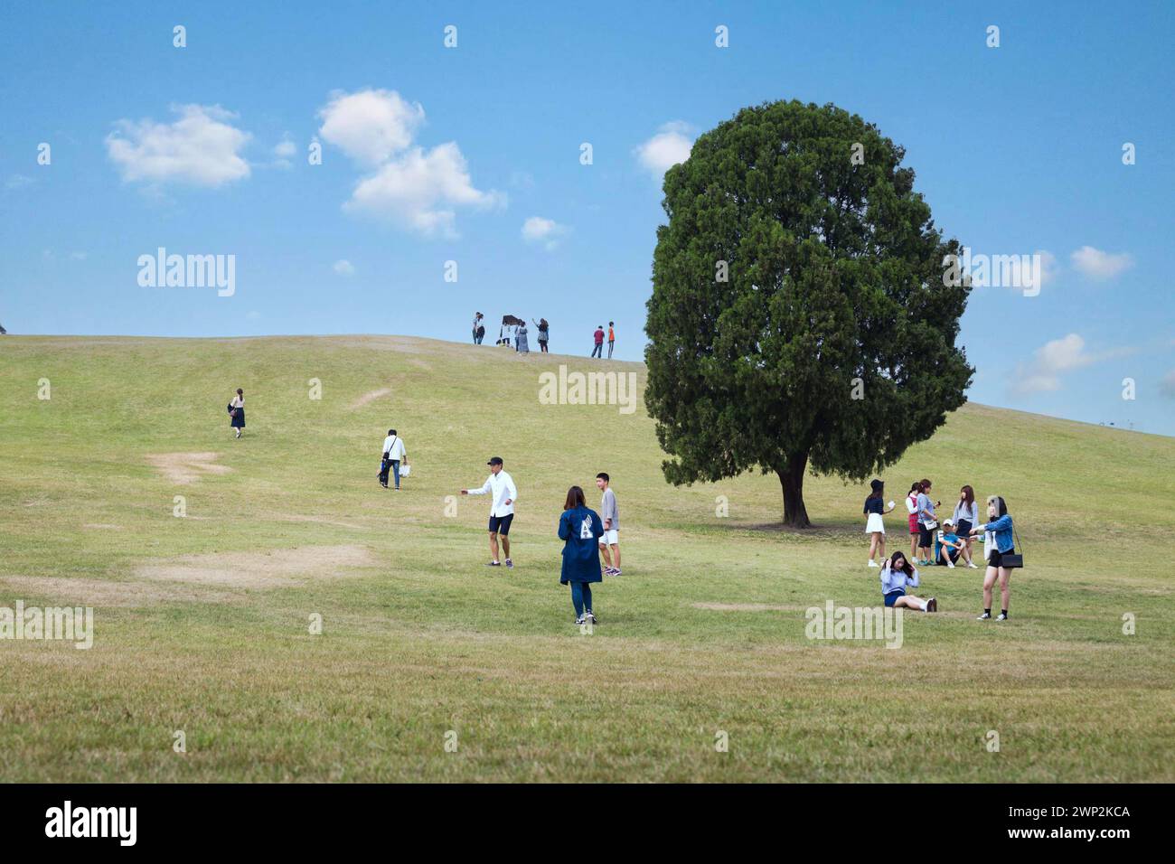 Arbre unique dans le parc, parc olympique à un été dans le centre-ville de Séoul, Corée du Sud. Banque D'Images