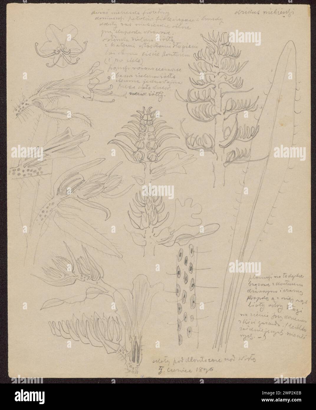 Les 1896 croquis de Wyspiański représentent des fleurs de mauve bleue et des décors botaniques rocheux, inclus dans la collection Józef Piłsudski du Fonds national pour la culture. Banque D'Images