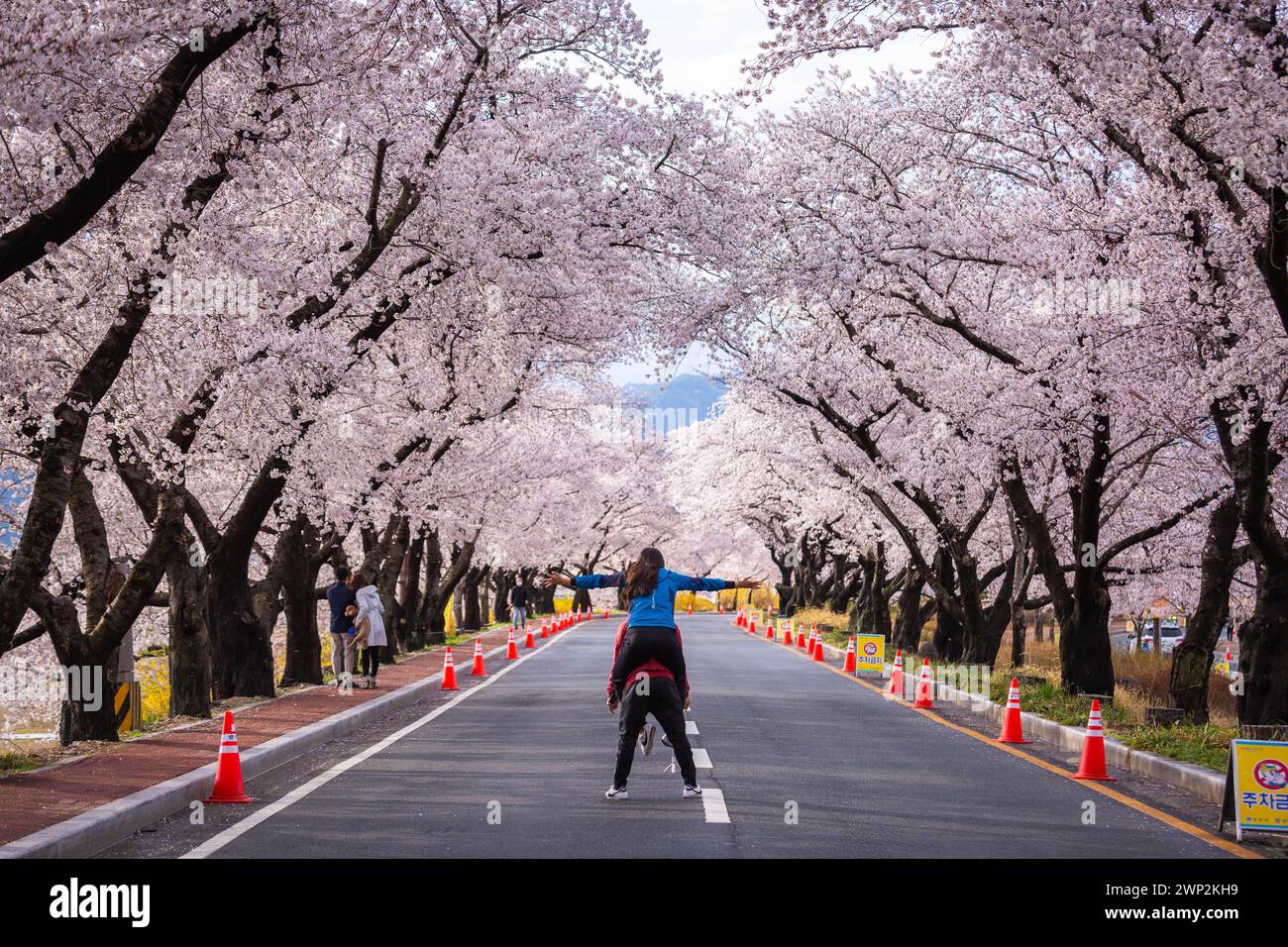 Magnifique tunnel de cerisiers en fleurs et cerisiers des deux côtés de la route au Cherry Blossom Festival à Gyeongju, Corée du Sud. Banque D'Images