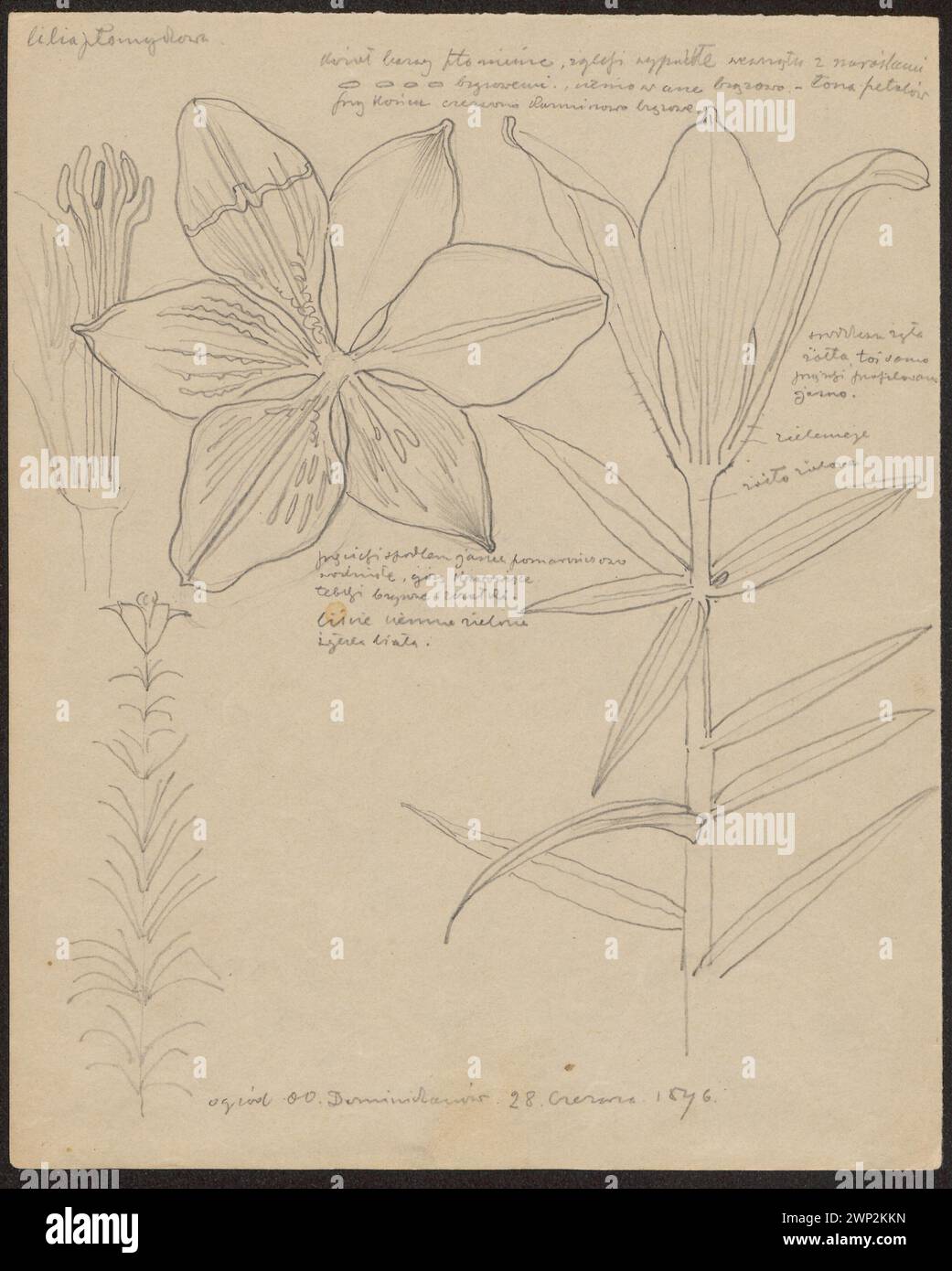 Le travail de 1896 de Wyspiański montre des lis et du colza avec des buissons luxuriants, catalogués dans la collection botanique Józef Piłsudski du Fonds national pour la culture à Kraków. Banque D'Images