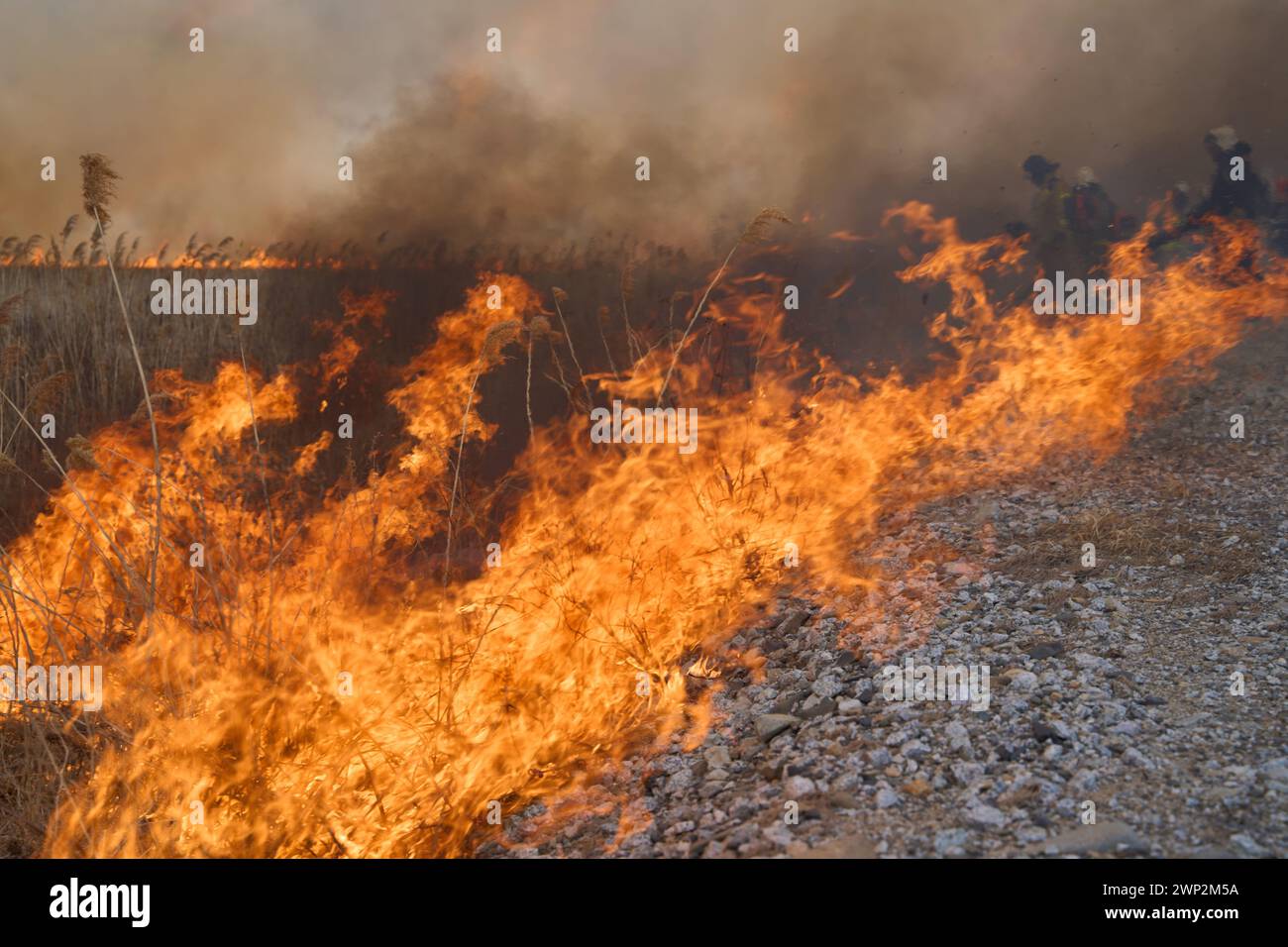 Vladivostok. 5 mars 2024. Cette photo prise le 5 mars 2024 montre un feu de forêt dans le territoire de Primorye en Russie. Les feux de forêt qui ont balayé le territoire du Primorye méridional de la Russie au cours du week-end se sont étendus à 7 400 hectares, tandis qu'un nouvel incendie a éclaté dans le parc national du pays du léopard, ont rapporté mardi les médias locaux. Au cours du week-end dernier, des feux de forêt de grande ampleur se sont enflammés dans le district de Khasansky, dans le sud de Primorye. Lundi matin, le nombre de pompiers était passé à 300 personnes. Crédit : Guo Feizhou/Xinhua/Alamy Live News Banque D'Images