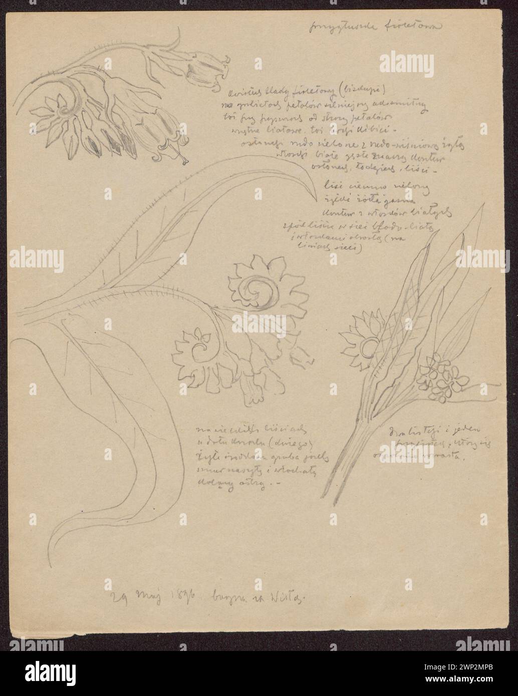 L'œuvre de 1896 de Stanisław Wyspiański présente des fleurs violettes et des spécimens botaniques en forme d'étoile, catalogués dans la collection Józef Piłsudski du Fonds national pour la culture. Banque D'Images