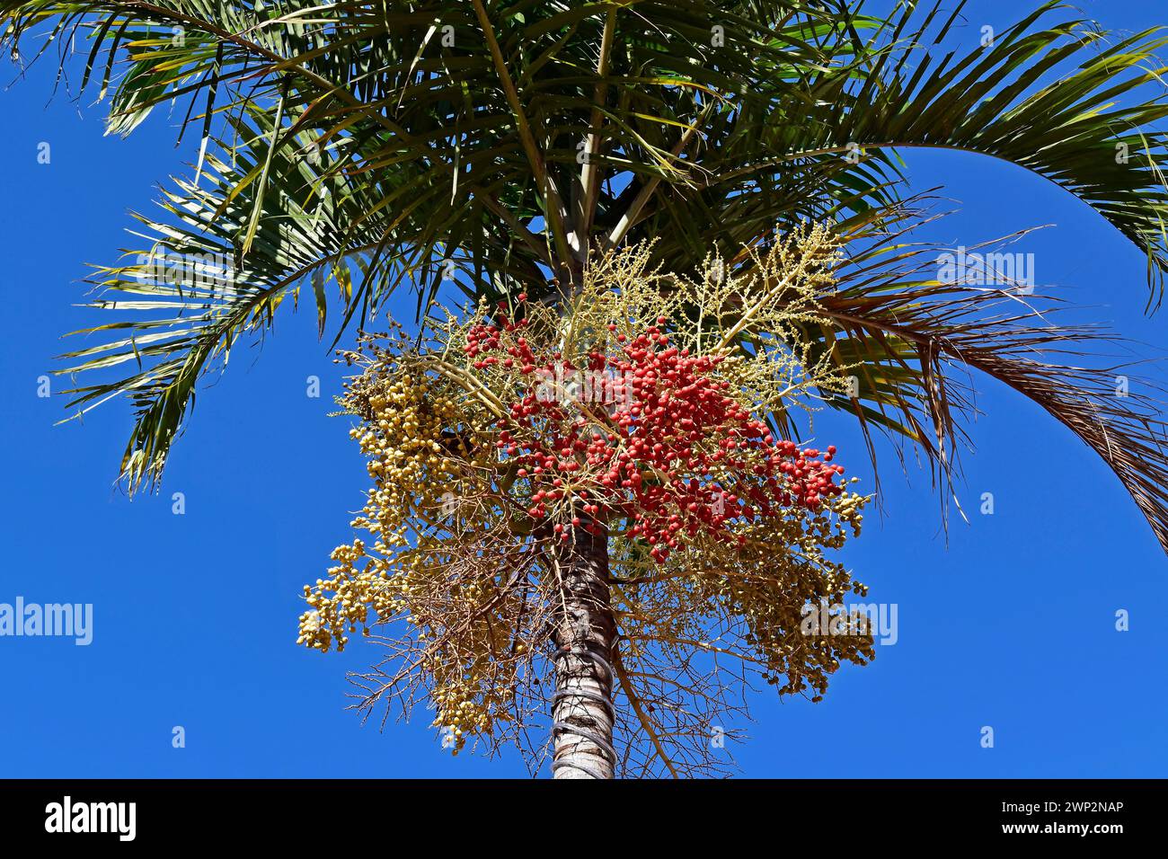 Palmier Carpentaria (Carpentaria acuminata) avec des fruits Banque D'Images