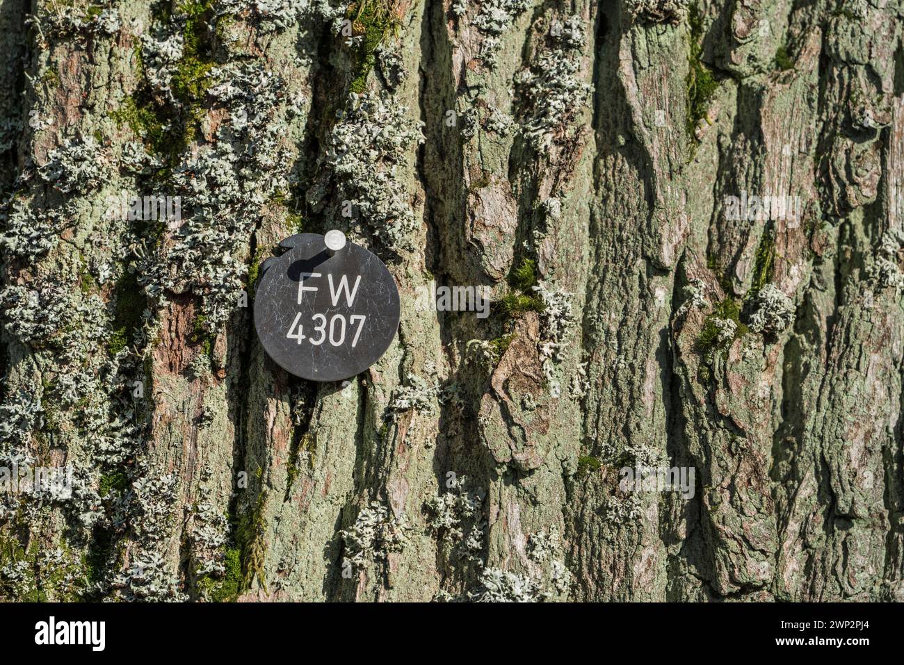 Plaque à un chêne, site de sépulture naturelle, Friedwald, forêt de Reinhardswald, Weser Uplands, district de Kassel, Hesse, Allemagne, Europe Banque D'Images