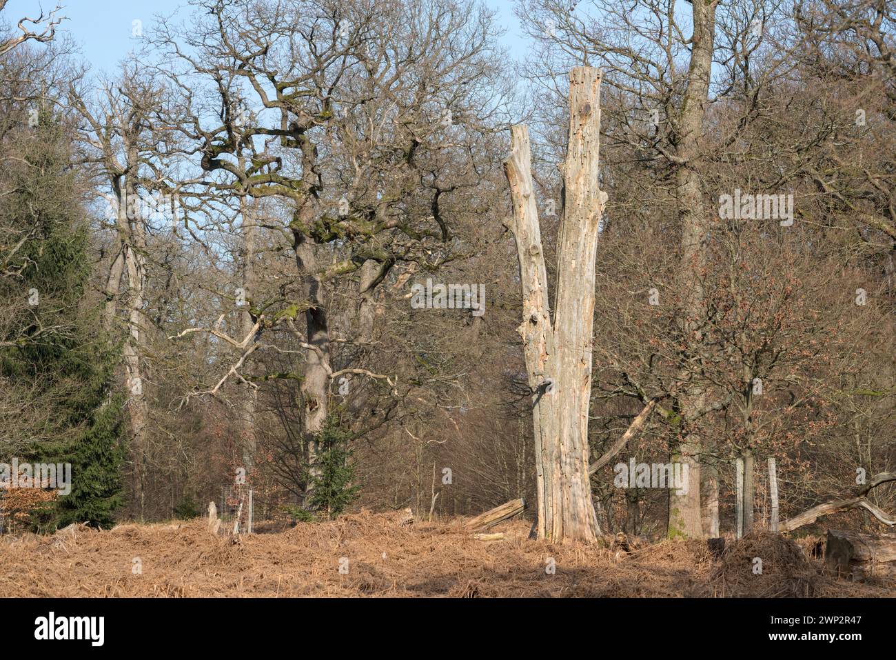 Une forêt de chênes comme sépulture naturelle, Friedwald, forêt de Reinhardswald, Weser Uplands, district de Kassel, Hesse, Allemagne, Europe Banque D'Images