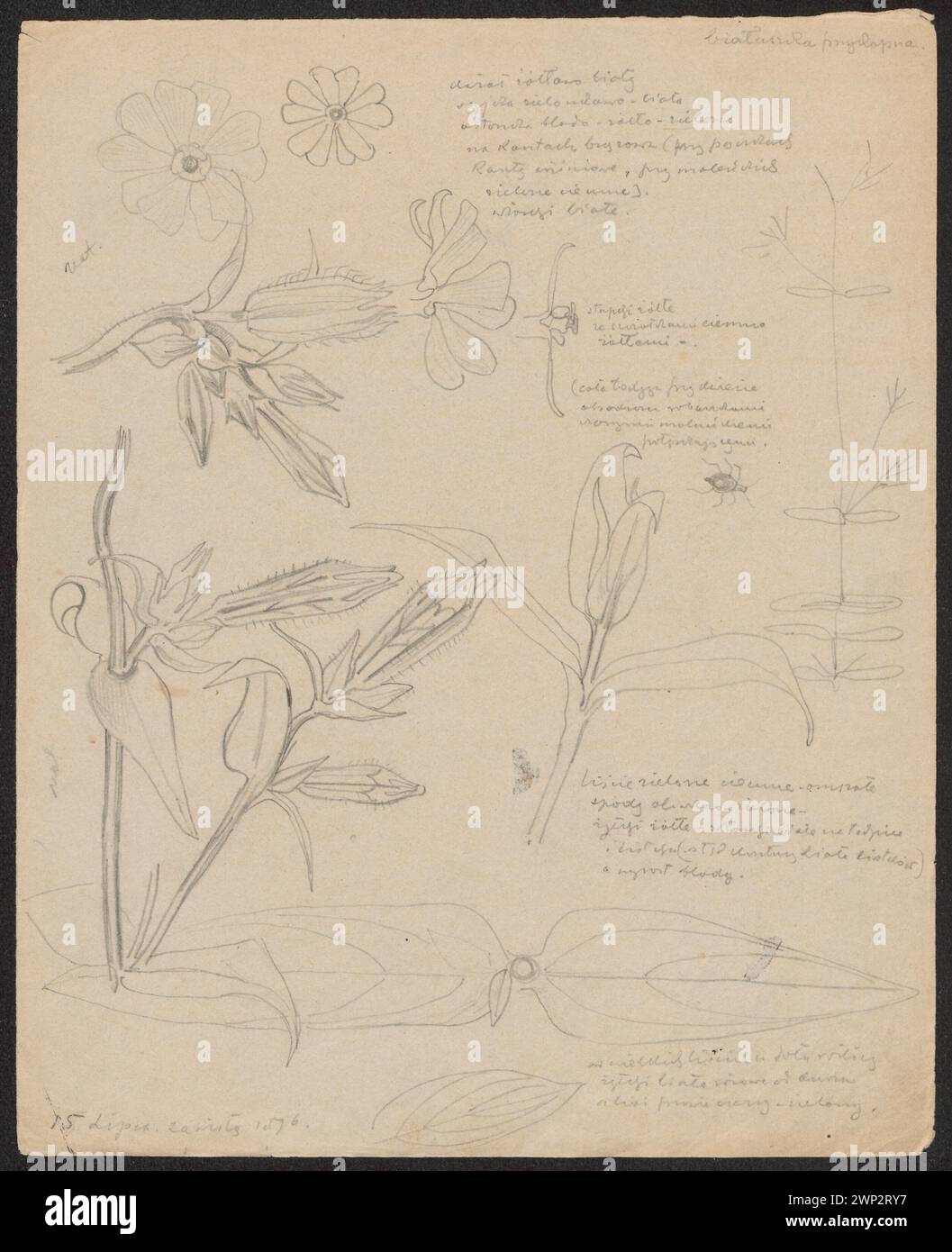 L'illustration de 1896 de Wyspiały représente Wychykna blanc au recto et un verso vierge, représentant l'étude botanique et la documentation florale. Banque D'Images