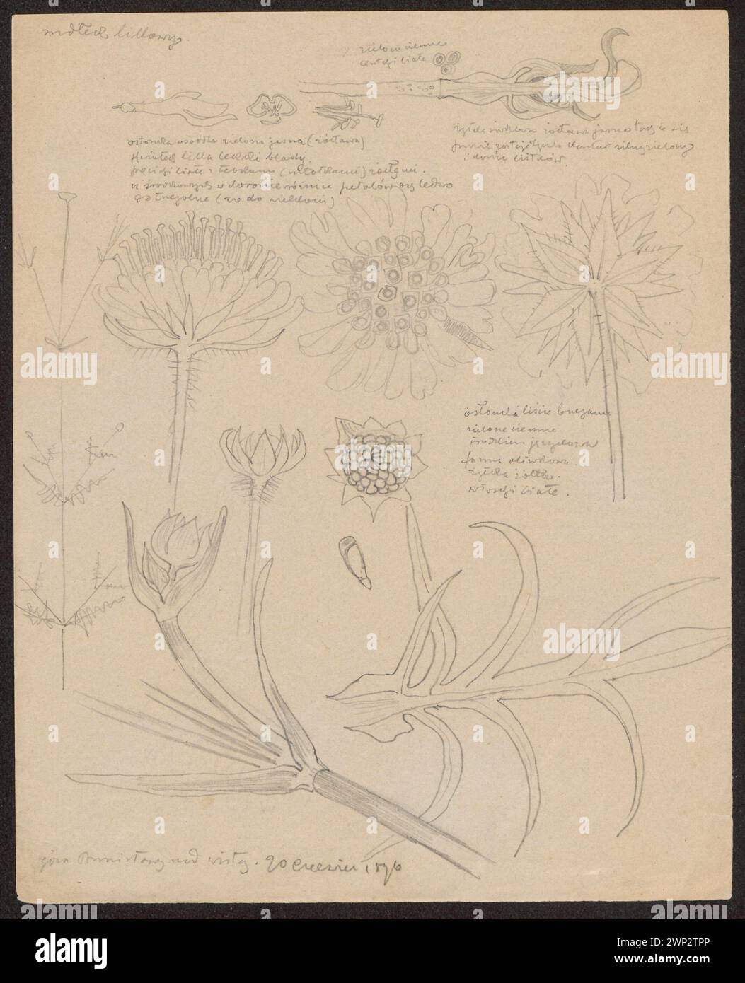 L'illustration botanique de 1896 de Wyspiański présente des fleurs, conservées dans la collection Józef Piłsudski du Fonds national pour la culture à Kraków, documentant des spécimens de plantes. Banque D'Images