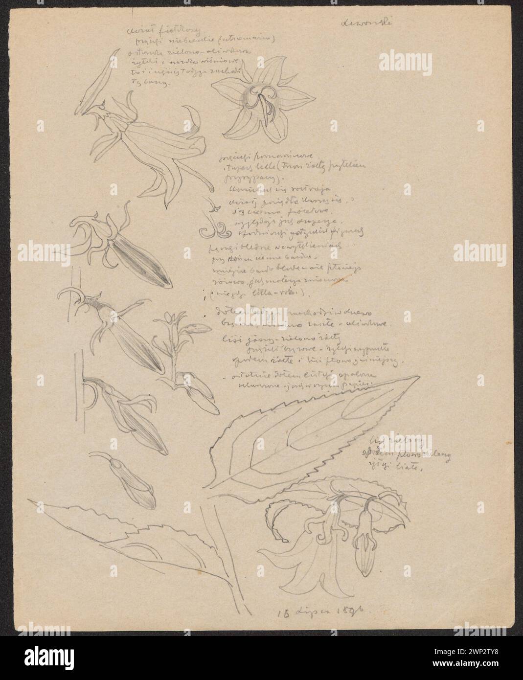 L'illustration de Stanisław Wyspiały de 1896 représente des fleurs de Bells sur le recto, mettant l'accent sur la précision botanique et l'étude florale pour les archives d'herbier. Banque D'Images