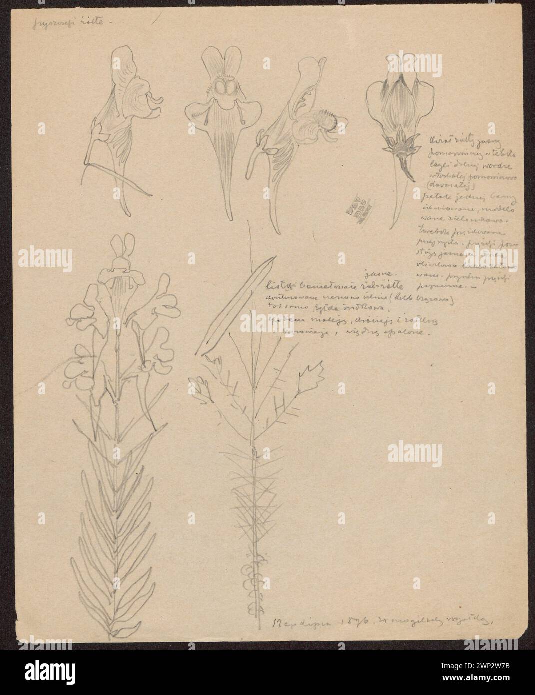 L'œuvre de 1896 de Stanisław Wyspiały représente un papillon rose au recto et un buisson au verso, mettant en valeur l'illustration botanique et les études florales. Banque D'Images